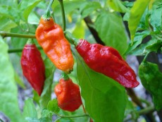 ghostpepper