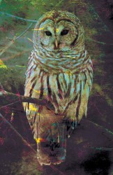 SNEAK PEEK: BOOM! Studios Sneak Peek of the Week 29 Dadoes D2D v2 rev Page 05